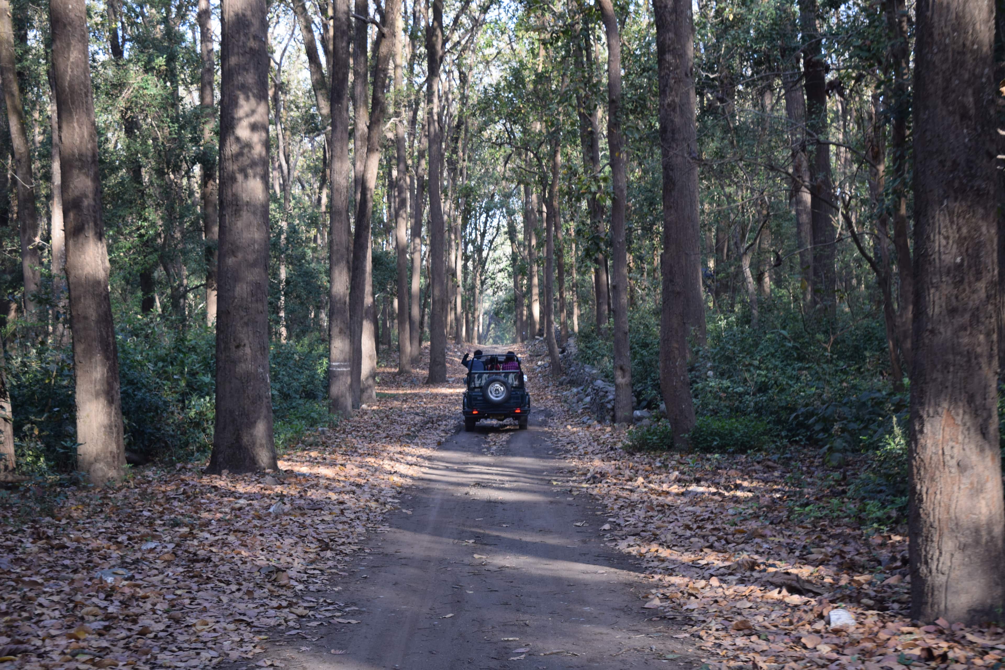 Jim Corbett Wildlife Break